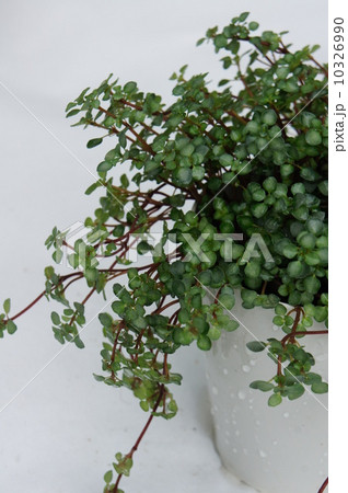 ワイヤープランツ 10326990