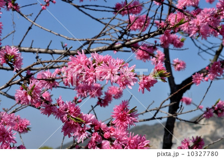 キクモモ キクモモ 10327780