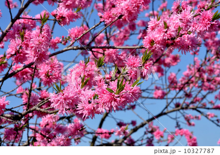 キクモモ キクモモ 10327787