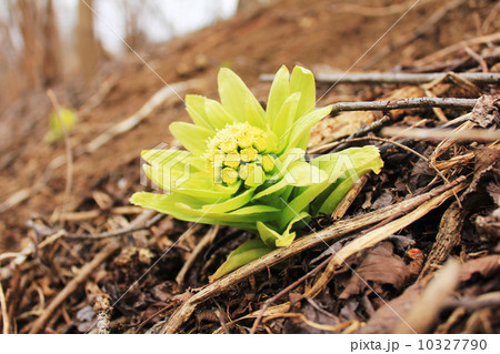 ふきのうとう ふきのうとう 10327790