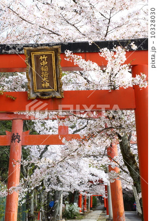 京都　春の竹中稲荷神社 10328030