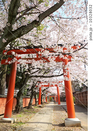 京都 春の竹中稲荷神社 京都 春の竹中稲荷神社 10328032