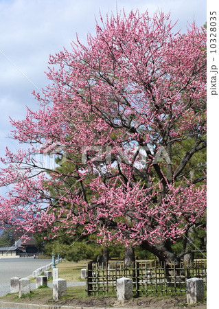 京都御苑　黒木の梅 10328035