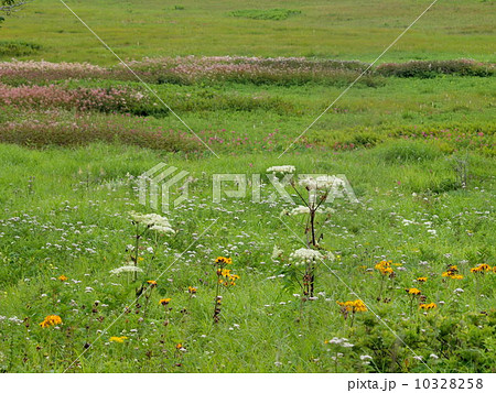 高原の花畑 10328258