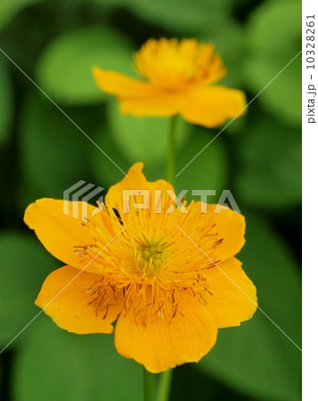 キンバイソウ 10328261