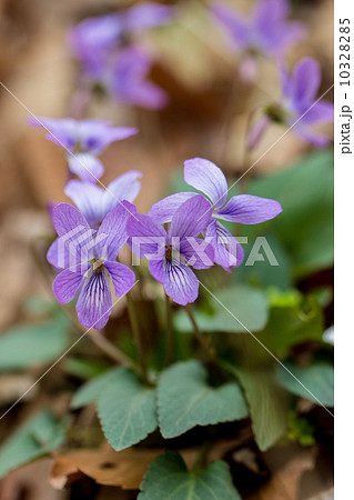 春の花 コスミレ＠東京 10328285