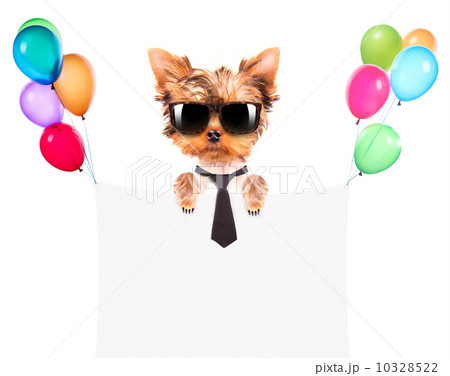 dog with Holiday banner and colorful balloons dog with Holiday banner and colorful balloons 10328522