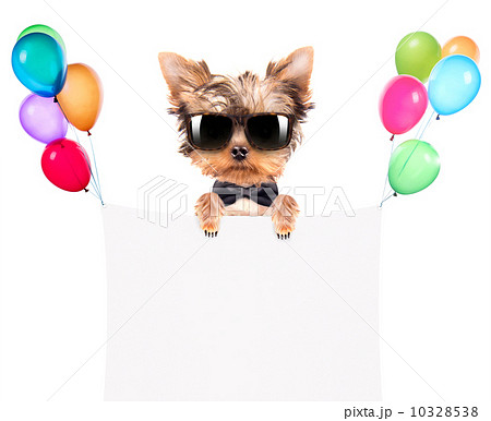 dog with Holiday banner and colorful balloons dog with Holiday banner and colorful balloons 10328538