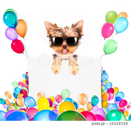 dog with Holiday banner and colorful balloons dog with Holiday banner and colorful balloons 10328539