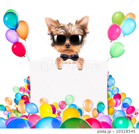 dog with Holiday banner and colorful balloons 10328545
