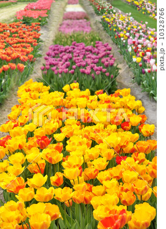 tulips field 10328766