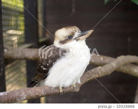 ワライカワセミ 10328866