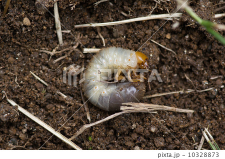 黄金虫の幼虫 10328873