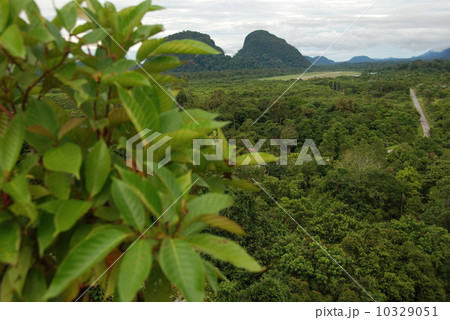 熱帯のジャングル ムル山 グヌン ムル国立公園 東マレーシア ボルネオ島 の写真素材