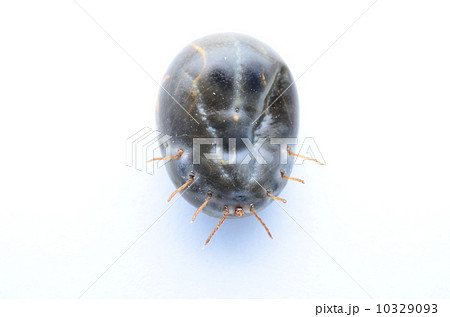 血をパンパンに吸ったフタトゲチマダニ！ 10329093