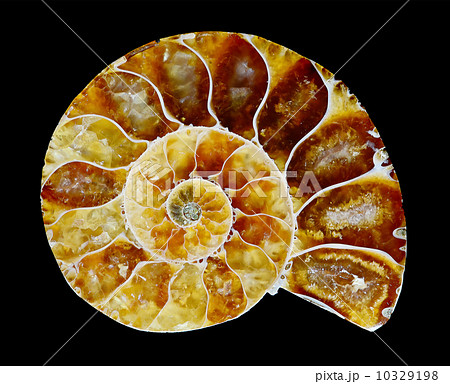 Fossilized ammonite 10329198