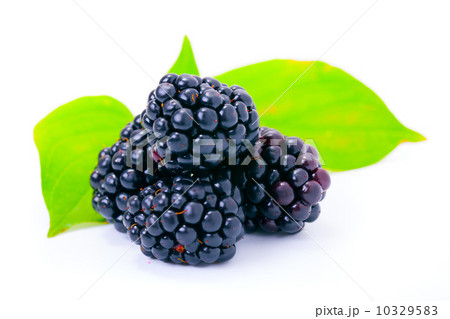 blackberries on white blackberries on white 10329583