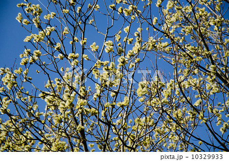 Fluffy catkins at at tree against blue sky Fluffy catkins at at tree against blue sky 10329933