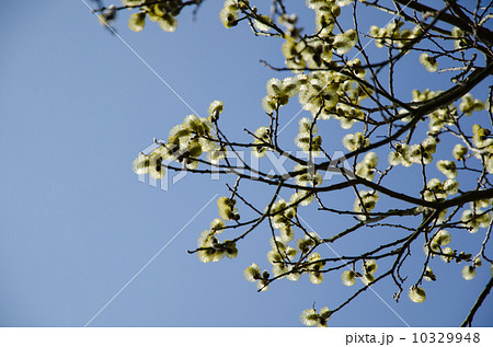 Fluffy catkins at blue sky 10329948
