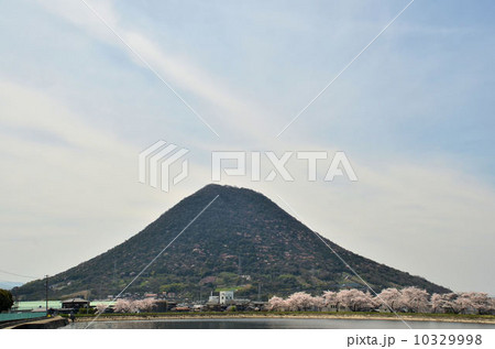 讃岐富士と桜並木 10329998