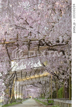 桜の半木の道 桜の半木の道 10330204