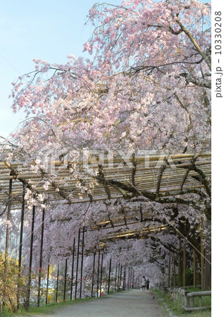 桜の半木の道 桜の半木の道 10330208