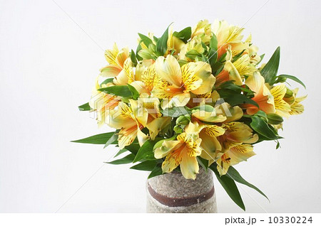 黄色のアストロメリア 10330224