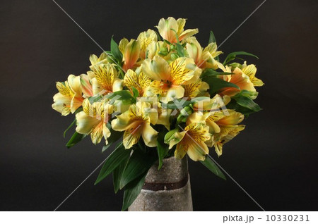 黄色のアストロメリア 黄色のアストロメリア 10330231