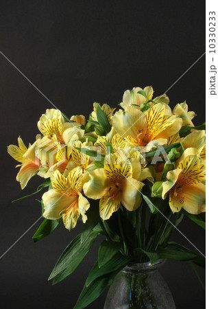 黄色のアストロメリア 10330233