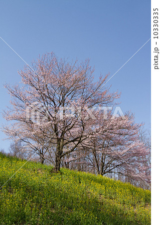長野県池田町陸郷の山桜 10330335