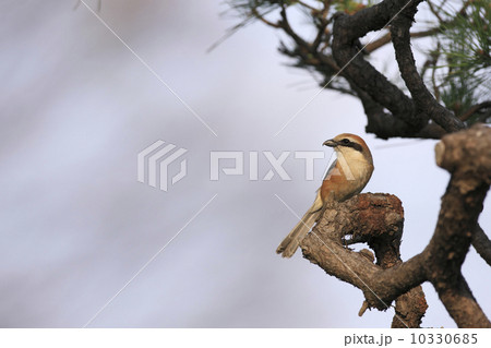 百舌鳥 10330685