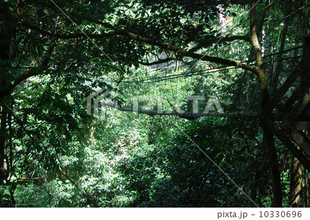 熱帯のジャングル（グヌン・ムル国立公園／東マレーシア･ボルネオ島） 10330696