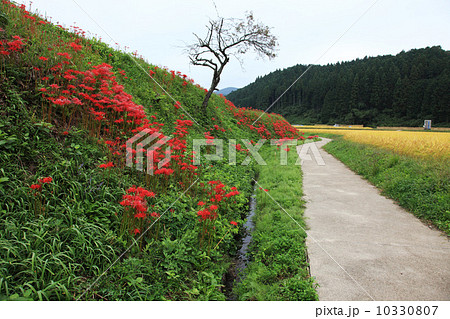 栃木県簑沢の棚田 10330807