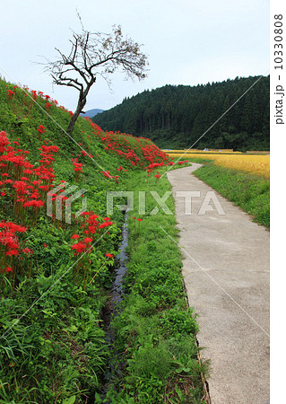 栃木県簑沢の棚田 10330808