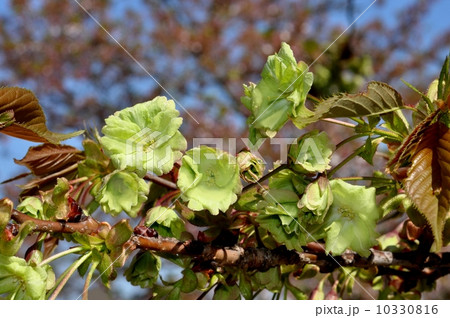 ギョイコウザクラ 10330816