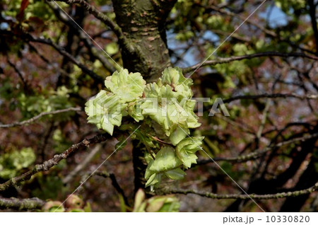 ギョイコウザクラ 10330820
