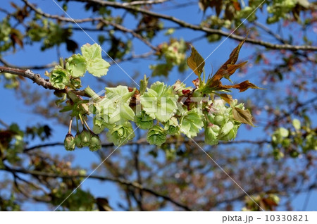 ギョイコウザクラ 10330821