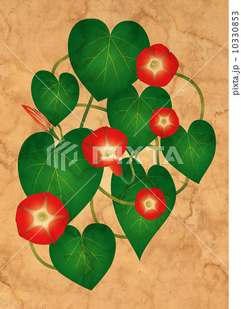 Ipomoea flowers on the grungy paper 10330853