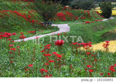 栃木県簑沢の棚田 10330893