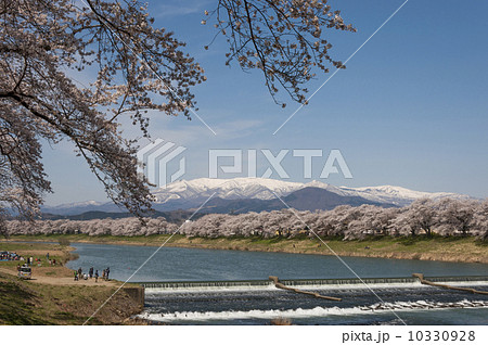 白石川堤の一目千本桜 10330928