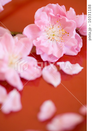 桃の花 10331188