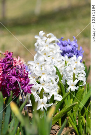 ヒヤシンス 10331194