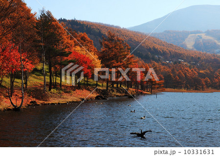 秋の女神湖 10331631