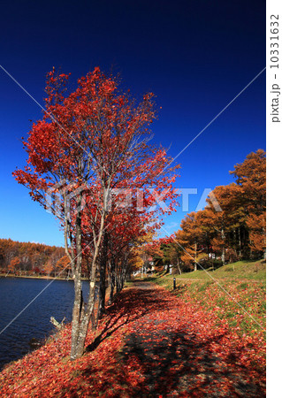 秋の女神湖 秋の女神湖 10331632