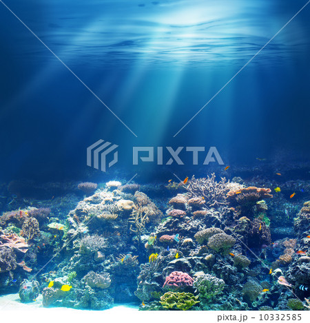 Sea or ocean underwater coral reef 10332585