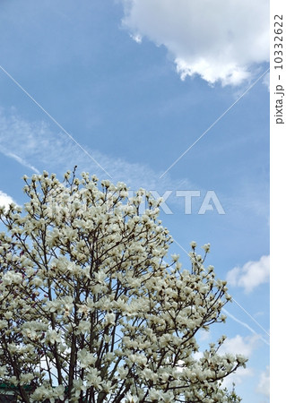 白いモクレンの花と青空のコピースペース 10332622