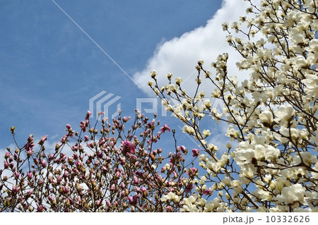 白いモクレンの花と青空のコピースペース 白いモクレンの花と青空のコピースペース 10332626