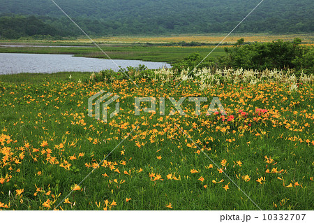 夏の雄国沼 10332707