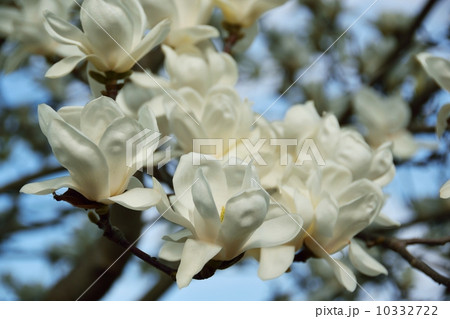 春の日差しに包まれるモクレンのクローズアップ 春の日差しに包まれるモクレンのクローズアップ 10332722