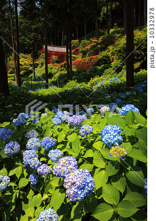 三室戸寺の紫陽花 10332978